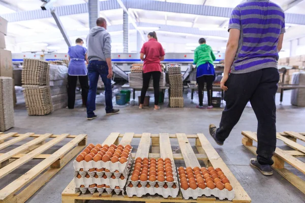 공장 치킨 계란 생산. 노동자 는 tr에서 준비 된 계란을 접어 — 스톡 사진