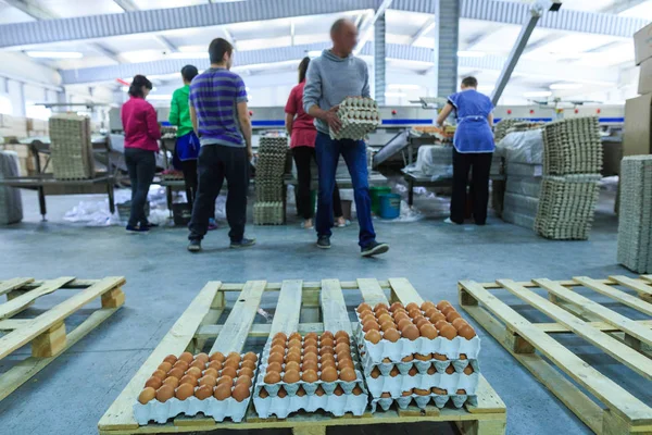 Productie van kippeneieren in de fabriek. Werknemers vouwen bereide eieren in tr — Stockfoto