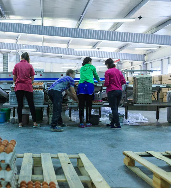 Productie van kippeneieren in de fabriek. Werknemers vouwen bereide eieren in tr — Stockfoto