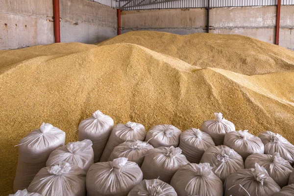 Montón de montones de granos de trigo y sacos en el almacenamiento del molino o grano — Foto de Stock