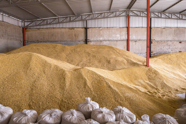 Pile of heaps of wheat grains and sacks at mill storage or grain