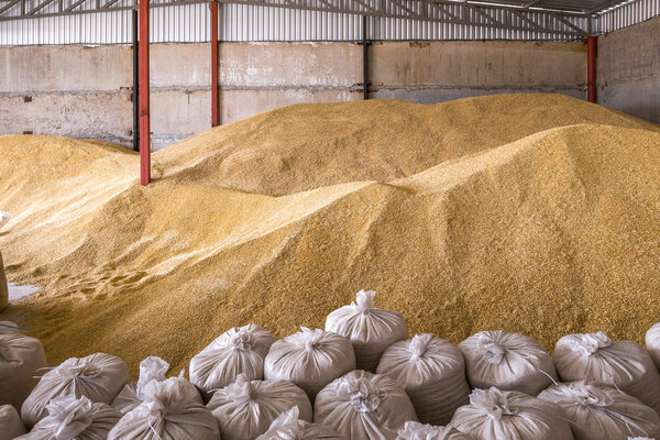 Pile of heaps of wheat grains and sacks at mill storage or grain