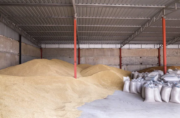 Haufen von Weizenkörnern und Säcken bei der Lagerung von Mühlen oder Getreide — Stockfoto