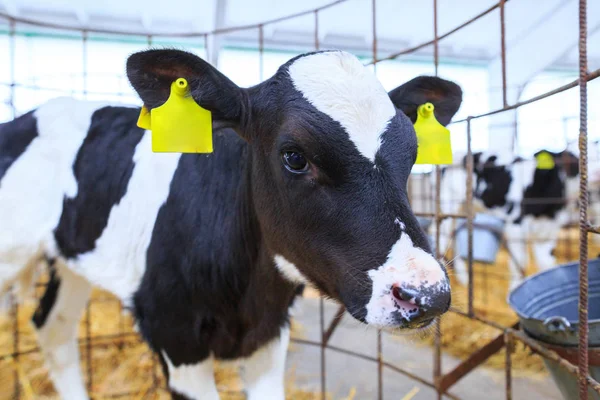 Bireysel muhafaza sevimli küçük buzağı. Bir çiftlikte kreş.