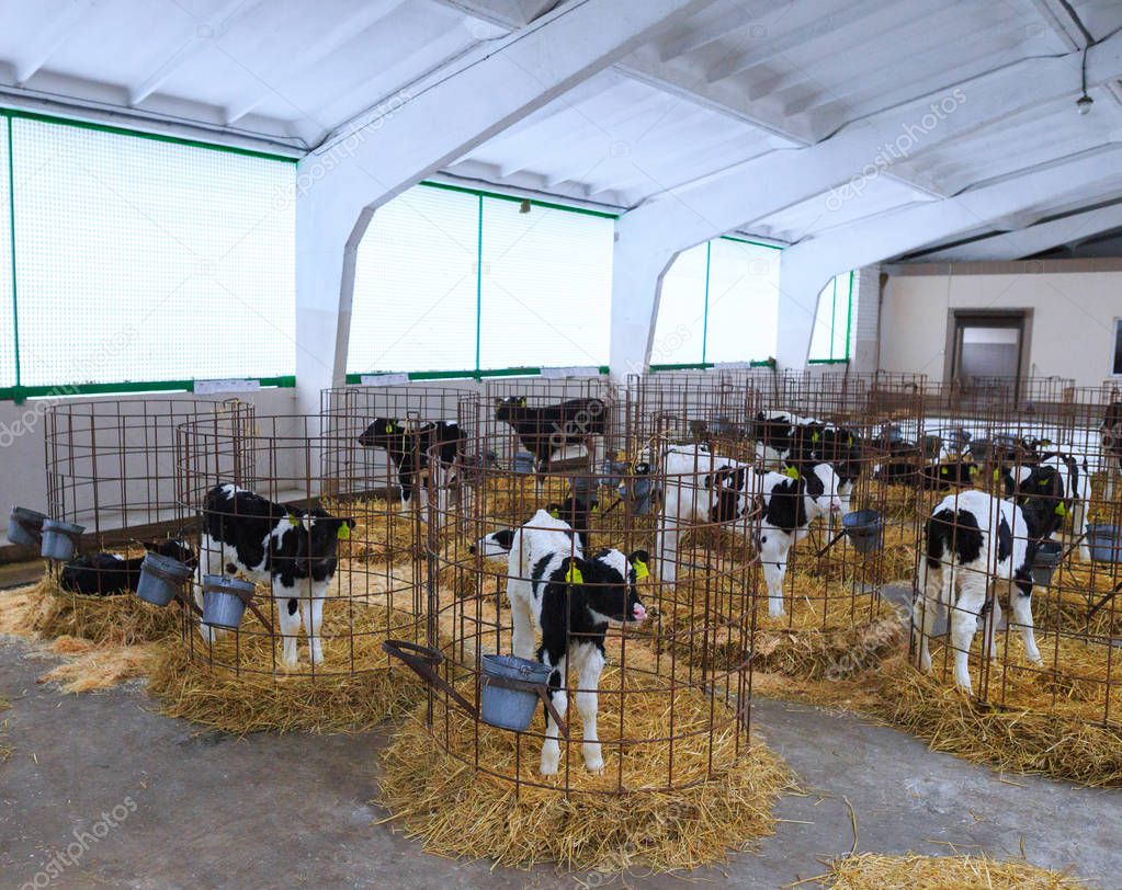 Nursery on a farm. Cute little calves in individual enclosures.