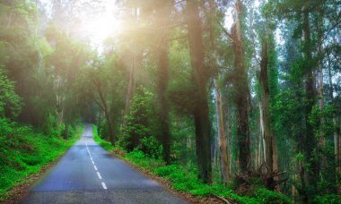 Gizemli büyüleyici manzara. Isl, yağmurdan sonra, yolda montaj