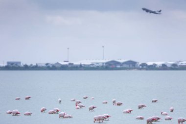 Uçan bir airpl arka planda kuş pembe flamingo sürüsü