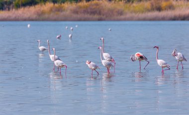 Lar kentinde tuz gölü üzerinde kuşlar pembe flamingo sürüsü
