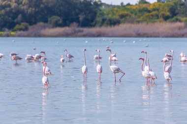 Lar kentinde tuz gölü üzerinde kuşlar pembe flamingo sürüsü