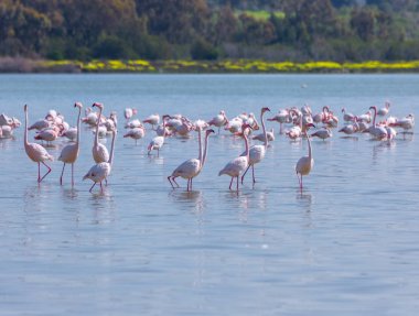 Lar kentinde tuz gölü üzerinde kuşlar pembe flamingo sürüsü