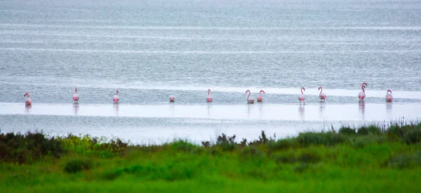 Bando de pássaros flamingo rosa no lago de sal na cidade de Lar — Fotografia de Stock