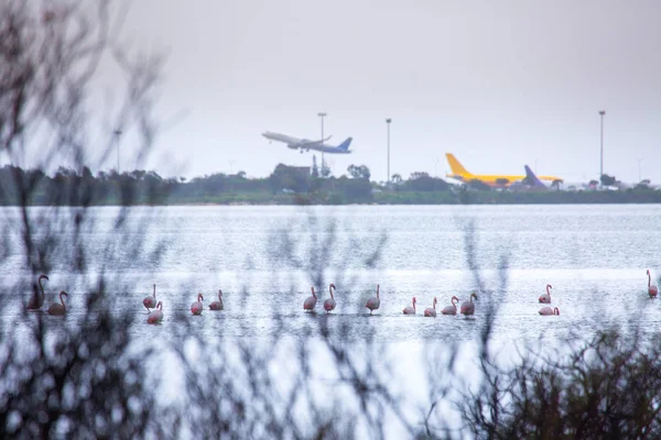 Flock of birds pink flamingo on the background of a flying airpl