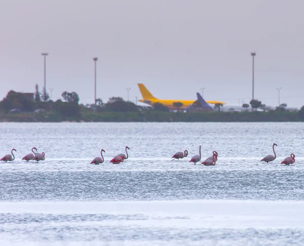 Σμήνος πουλιών ροζ φλαμίνγκο στο φόντο των αεροπλάνων σε — Φωτογραφία Αρχείου