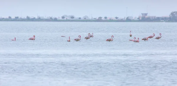 Bandada de aves flamenco rosado en el lago de sal en la ciudad de Lar — Foto de Stock