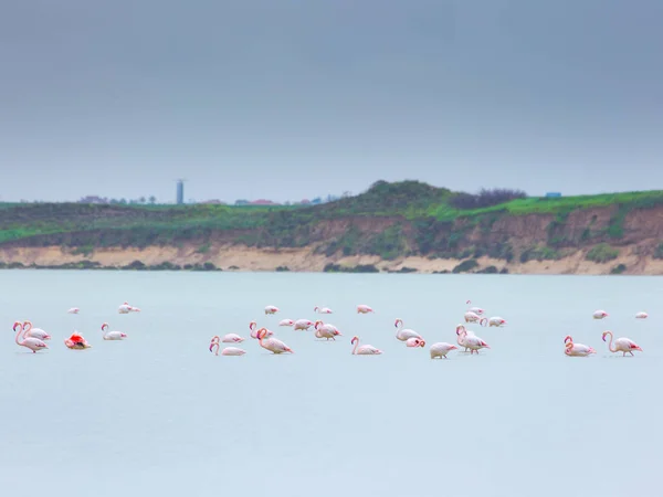 Стадо птиц розовый фламинго на соленом озере в городе Лар — стоковое фото