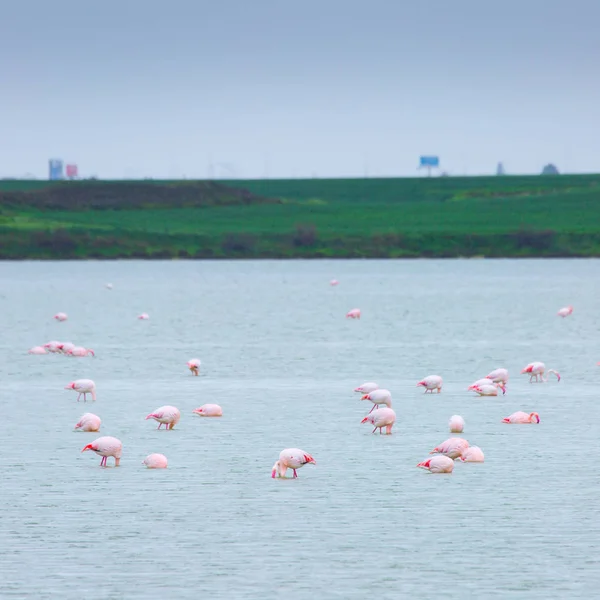 Lar kentinde tuz gölü üzerinde kuşlar pembe flamingo sürüsü — Stok fotoğraf