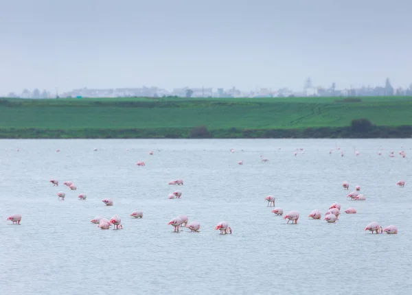 Stado ptaków różowy Flaming na słone jezioro w mieście LAR — Zdjęcie stockowe