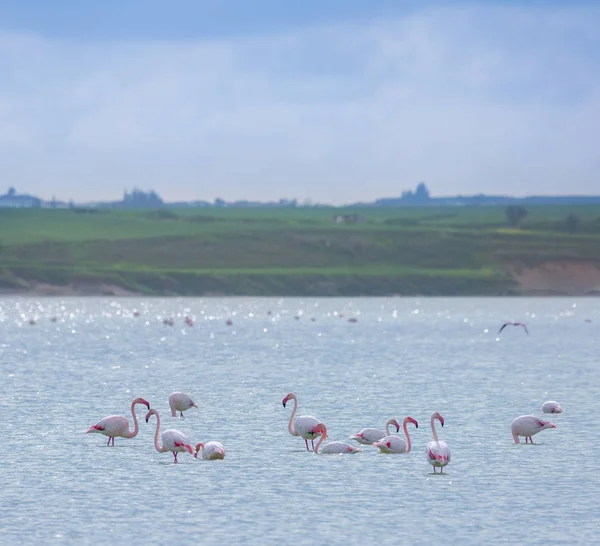 Κοπάδι πουλιών ροζ φλαμίνγκο στην αλμυρή λίμνη στην πόλη της lar — Φωτογραφία Αρχείου