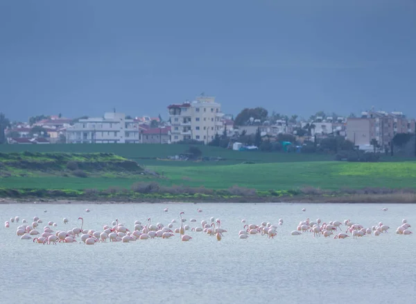 flock of birds pink flamingo on the salt lake in the city of Lar