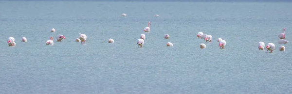 Стадо птиц розовый фламинго на соленом озере в городе Лар — стоковое фото