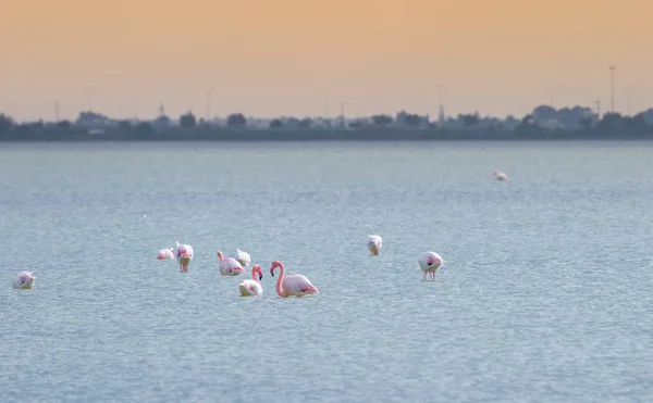 flock of birds pink flamingo on the salt lake in the city of Lar