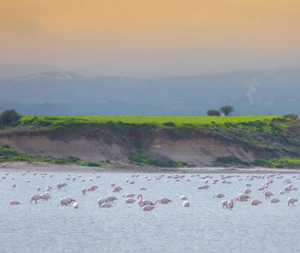 Lar kentinde tuz gölü üzerinde kuşlar pembe flamingo sürüsü — Stok fotoğraf