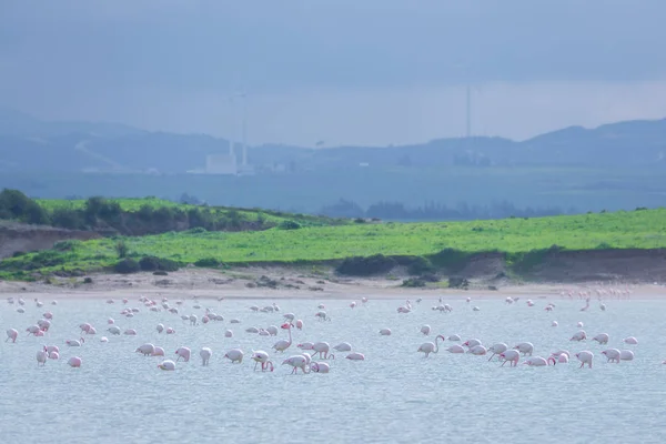 成群的鸟粉红色火烈鸟在盐湖在拉尔市 — 图库照片