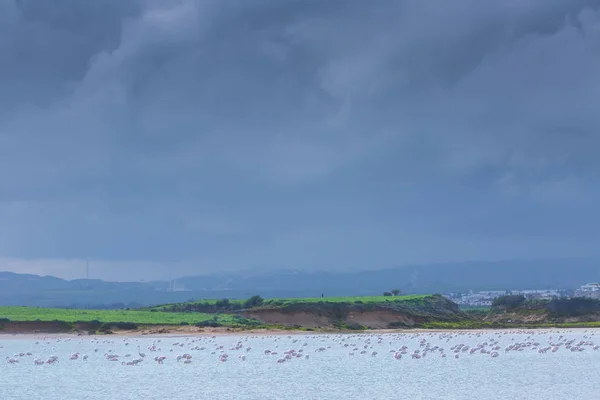 Lar kentinde tuz gölü üzerinde kuşlar pembe flamingo sürüsü — Stok fotoğraf