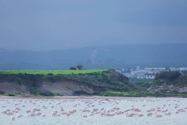 Lar kentinde tuz gölü üzerinde kuşlar pembe flamingo sürüsü — Stok fotoğraf