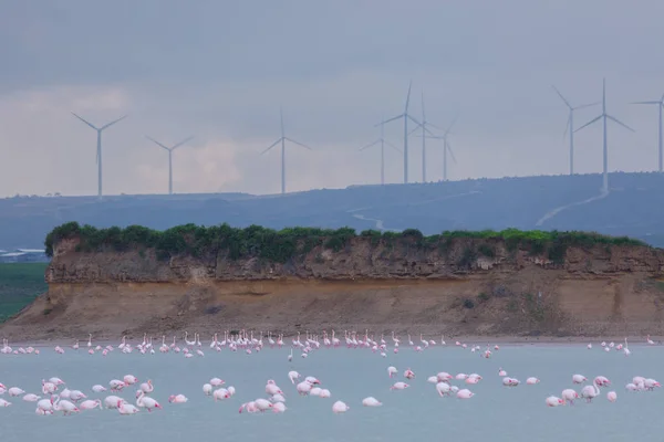 Bandada de aves flamenco rosado en el lago de sal en la ciudad de Lar — Foto de Stock