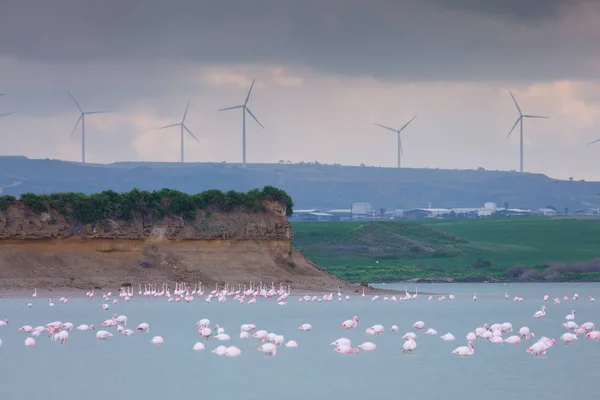 Nyáj madarak rózsaszín flamingó a sós tó a város lar — Stock Fotó