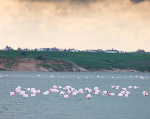 flock of birds pink flamingo on the salt lake in the city of Lar