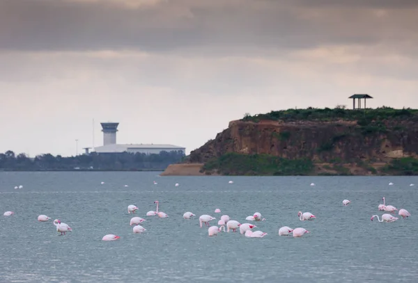 Lar kentinde tuz gölü üzerinde kuşlar pembe flamingo sürüsü — Stok fotoğraf