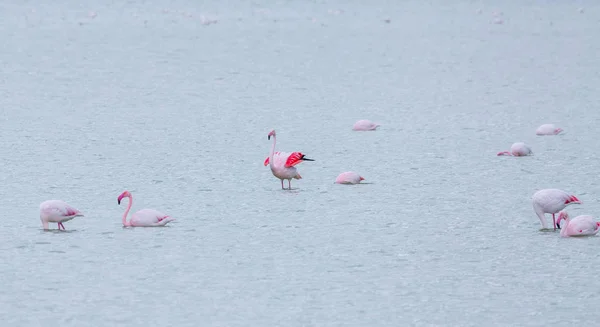 flock of birds pink flamingo on the salt lake in the city of Lar