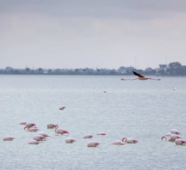 Hejno ptáků růžového plameňáka na solném jezeře ve městě LAR — Stock fotografie