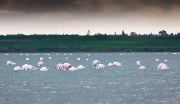 flock of birds pink flamingo on the salt lake in the city of Lar