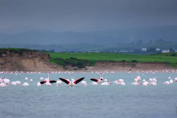 Κοπάδι πουλιών ροζ φλαμίνγκο στην αλμυρή λίμνη στην πόλη της lar — Φωτογραφία Αρχείου