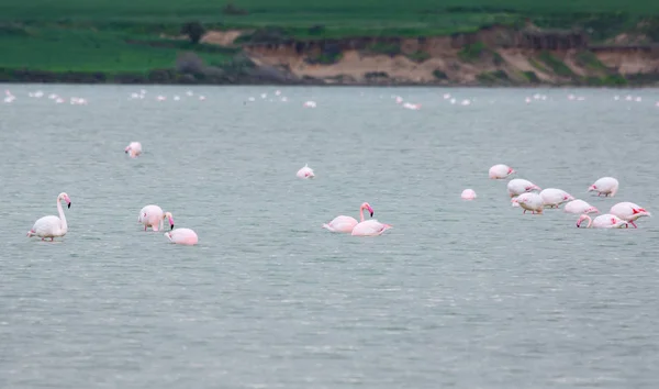 Lar kentinde tuz gölü üzerinde kuşlar pembe flamingo sürüsü — Stok fotoğraf