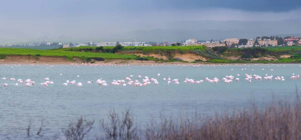 Lar kentinde tuz gölü üzerinde kuşlar pembe flamingo sürüsü — Stok fotoğraf