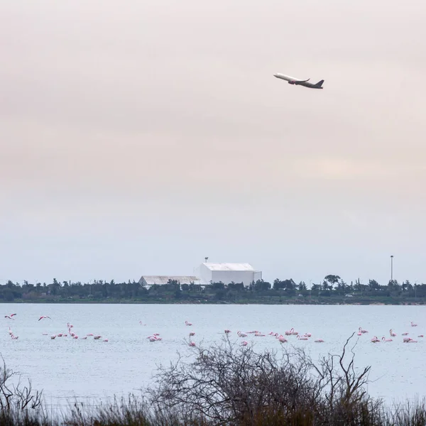 Flock of birds pink flamingo on the background of a flying airpl