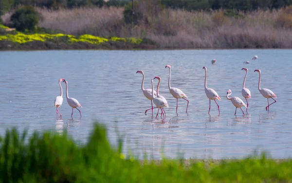 Nyáj madarak rózsaszín flamingó a sós tó a város lar — Stock Fotó