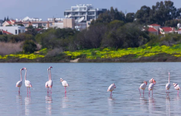 flock of birds pink flamingo on the salt lake in the city of Lar