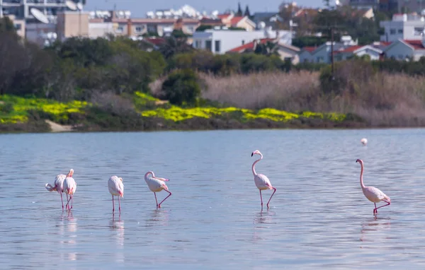 Flock of birds pink flamingo on the salt lake in the city of Lar — Stock Photo, Image