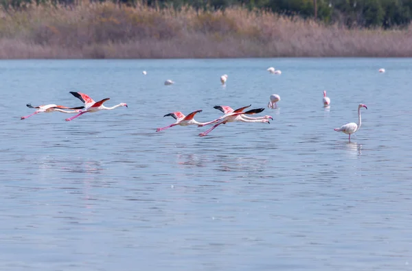 Four birds pink flamingo on the salt lake flying over the surfac