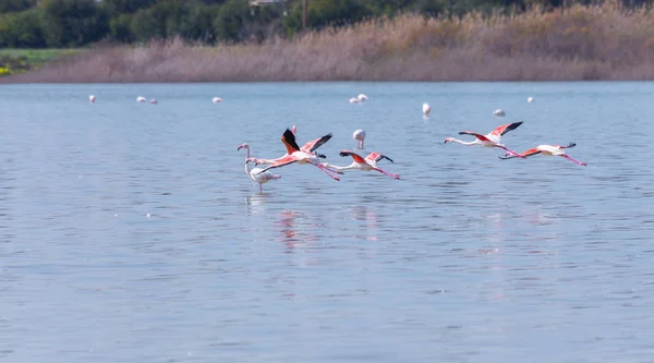 Four birds pink flamingo on the salt lake flying over the surfac