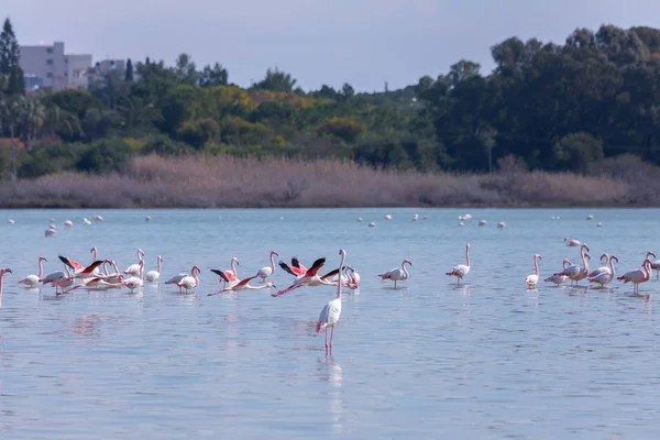 flock of birds pink flamingo on the salt lake in the city of Lar