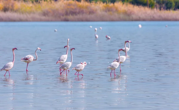 flock of birds pink flamingo on the salt lake in the city of Lar