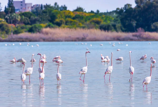 Vogelschar rosa Flamingo auf dem Salzsee in der Stadt Lar — Stockfoto