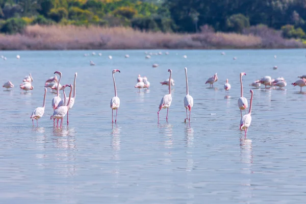 flock of birds pink flamingo on the salt lake in the city of Lar