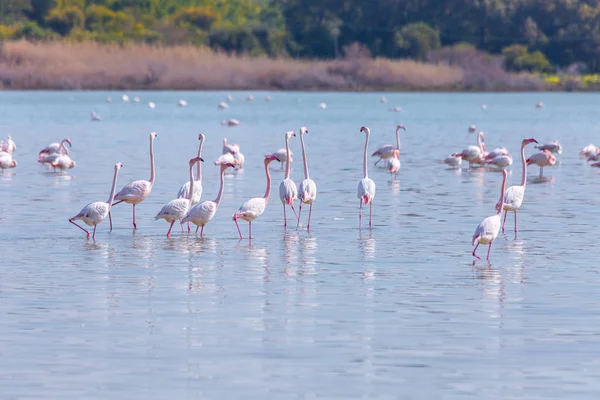 Nyáj madarak rózsaszín flamingó a sós tó a város lar — Stock Fotó